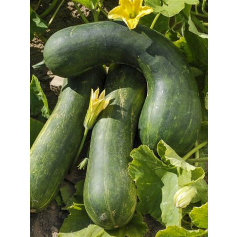Courge musquée 'Longue de Nice' le sachet de 15 graines (1,5g)