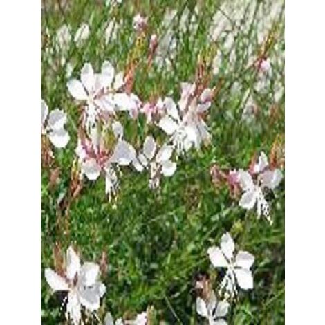 Gaura lindheimeri 'Snowstorm' Godet de 8/9 cm