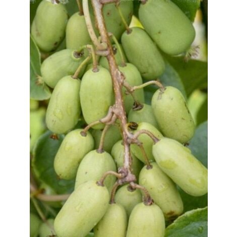 Kiwi, Kiwai 'Super Jumbo' femelle Pot de 1,5L/2L