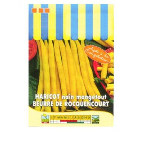 Haricot 'de Rocquencourt' le sachet de 250 graines (100g) (1/2)