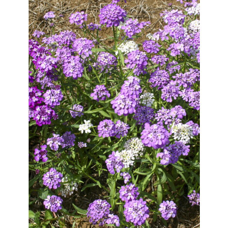 Corbeille d'argent, Thlaspi 'Fairy mixed' le sachet de 550 graines (1,5g) (1/2)