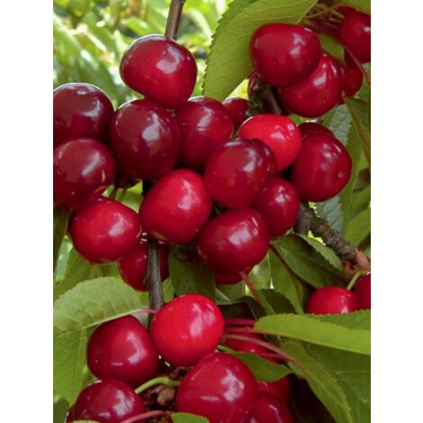 Cerisier 'Bigarreau Bigalise 'enjidel''