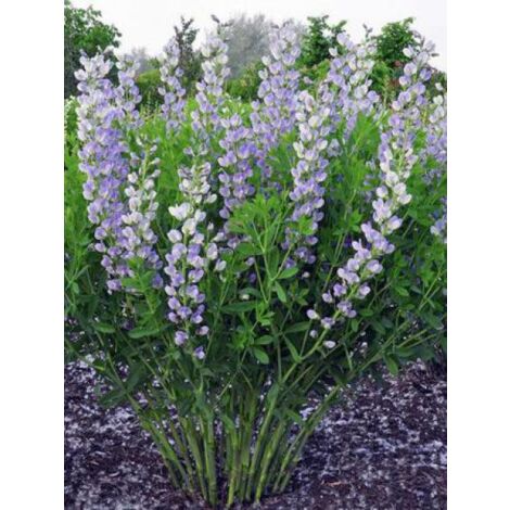 Podalyre 'Starlight Prairieblues' Godet de 8/9 cm (1/5)