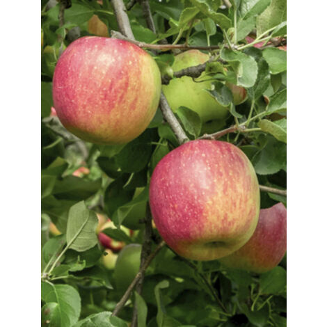 Pommier 'Gravenstein' Pot de 7,5L/10L, Gobelet (1/2)