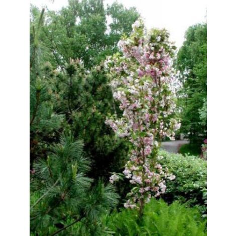 Cerisier du Japon 'Amanogawa' Pot de 7,5L/10L