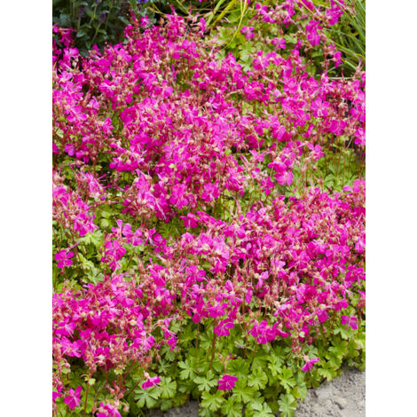 Géranium vivace 'Intense' Godet de 8/9 cm