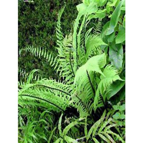 Dryopteris atrata Godet de 8/9 cm (1/3)