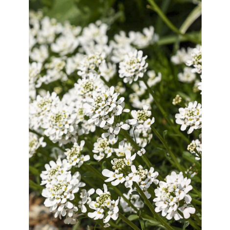 Corbeille d'argent, Thlaspi 'Géant à fleurs de jacinthe' le sachet de 1000 graines (3g) (1/2)
