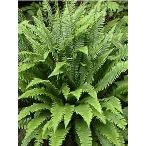 Blechnum en épi Godet de 8/9 cm (1/4)