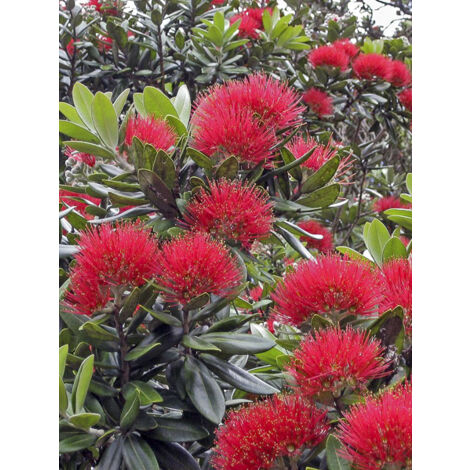 Arbre de Noël de Nouvelle-Zélande excelsa Pot de 3L/4L (1/2)
