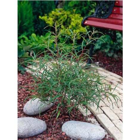 Bourdaine 'Asplenifolia' Pot de 7,5L/10L (1/2)