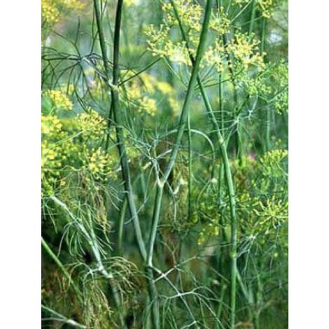Aneth, Fenouil bâtard le sachet de 400 graines (1g)