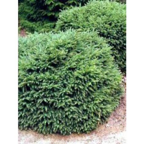 Picea abies 'Nidiformis' Pot de 2L/3L