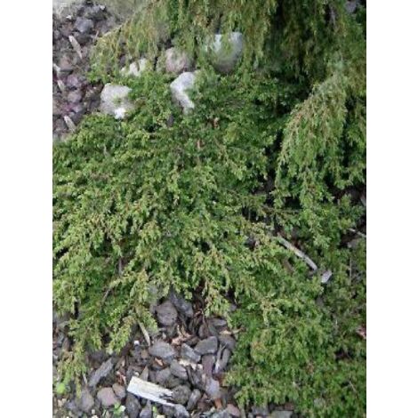 Genévrier commun 'Green Carpet' Pot de 7,5L/10L (1/4)