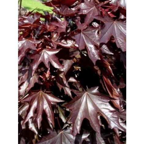 Érable plane 'Crimson Sentry' Pot de 12L/15L (1/4)