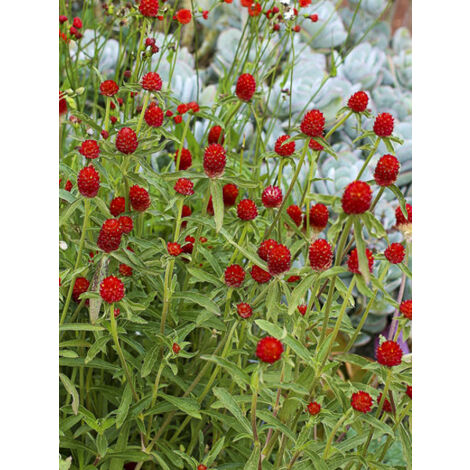 Amarantine 'Strawberry Fields' le sachet de 150 graines (0,8g) (1/2)