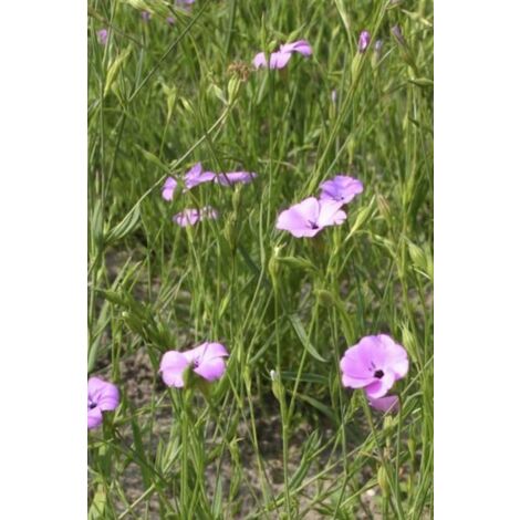 Coquelourde des jardins, nielle des blés Sachet de 8g (1/2)