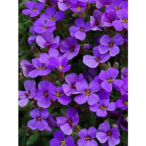 Aubriète 'Hamburger Stadtpark' Godet de 8/9 cm (1/3)