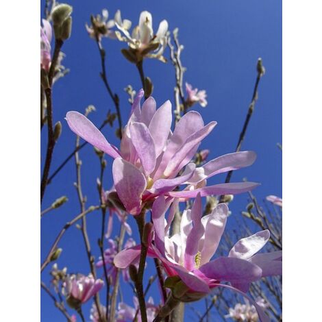 Magnolia étoilé 'Rosea' Pot de 2L/3L (1/5)