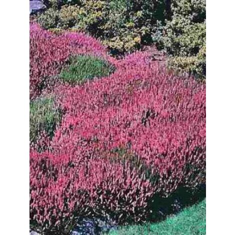 Bruyère des neiges 'December Red' Godet de 8/9 cm (1/4)