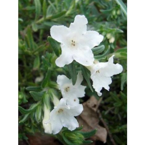 Grémil blanc 'Alba' Godet de 8/9 cm (1/3)