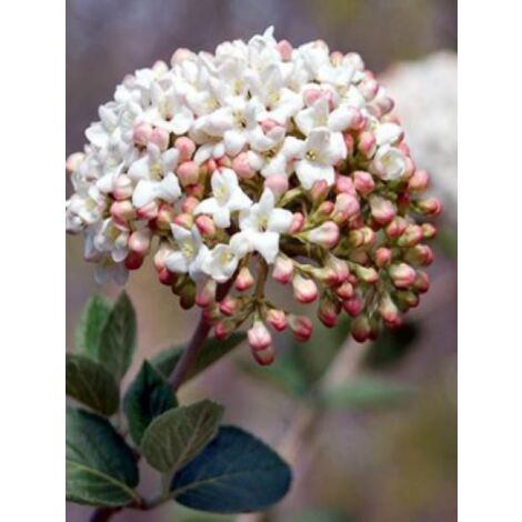 Viorne carlcephalum Pot de 7,5L/10L (1/4)