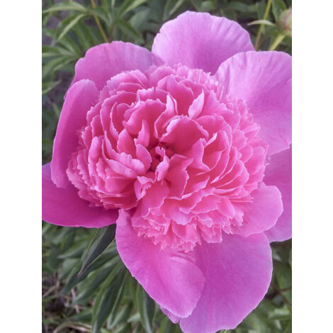 Pivoine de Chine 'Bouquet Perfect' Pot de 3L/4L (1/2)