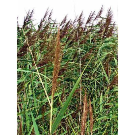 Roseau commun Godet de 8/9 cm (1/5)