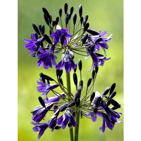 Agapanthe 'Black Buddhist' Godet de 8/9 cm