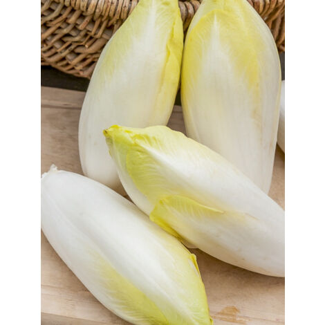Endive 'Witloof Normale Maraîchère' le sachet de 3000 graines (5g) (1/2)