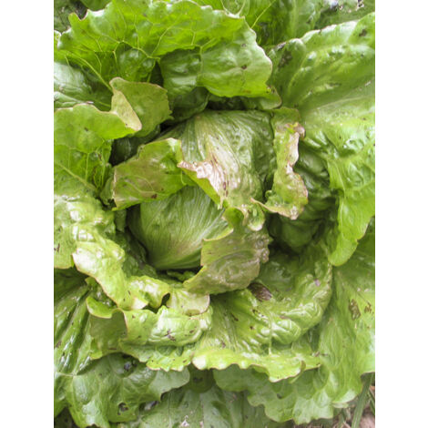 Laitue Batavia 'Goutte de Sang' le sachet de 500 graines (1/2)