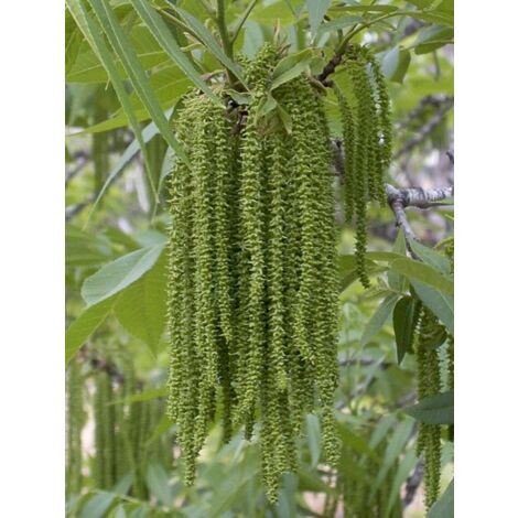 Pacanier, Noyer de pécan 'Delmas' Pot de 6L/7L