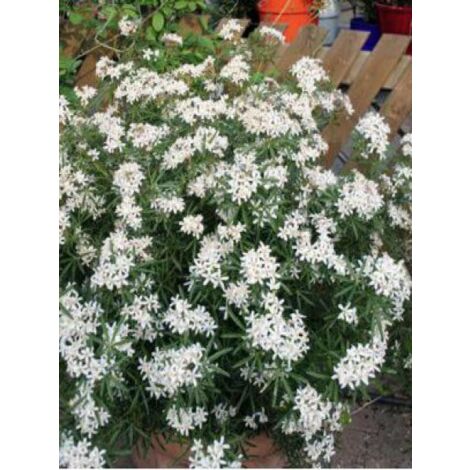 Oranger du Mexique 'White Dazzler'® Pot de 7,5L/10L