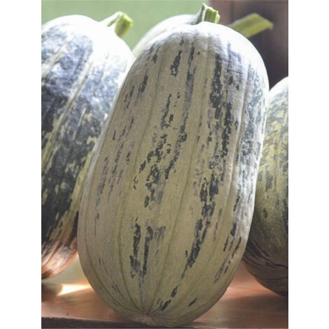 Citrouille 'de Touraine' le sachet de 15 graines (6g) (1/2)