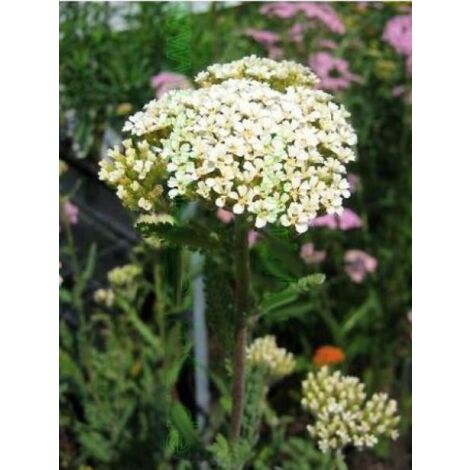 Achillée millefeuille 'Heinrich Vogeler' Godet de 8/9 cm (1/3)