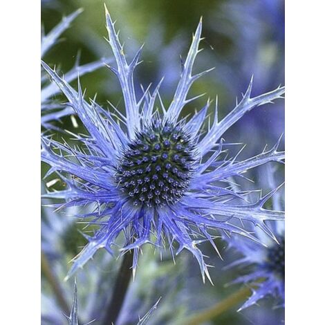 Panicaut, Chardon 'Big Blue' Godet de 8/9 cm