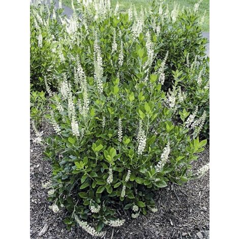 Clethre à feuilles d'aulne 'Sixteen Candles' Pot de 7,5L/10L (1/4)