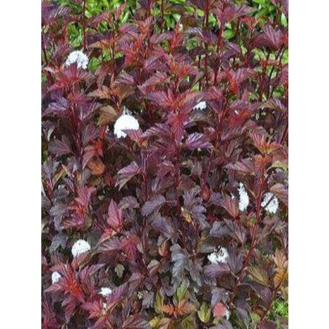 Physocarpe à feuilles d'Obier Diable D'Or® 'Mindia' Pot de 3L/4L (1/3)