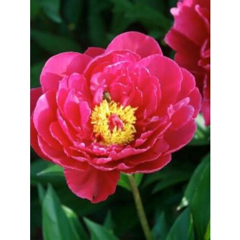 Pivoine de Chine 'Louis Van Houtte' Pot de 3L/4L