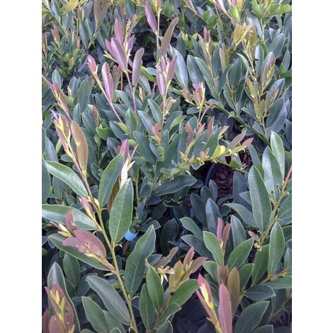 Distylium 'Blue Cascade' Pot de 4L/5L (1/4)