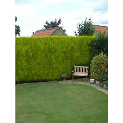 Cyprès de Leyland 'Castlewellan Gold' Pot de 3L/4L