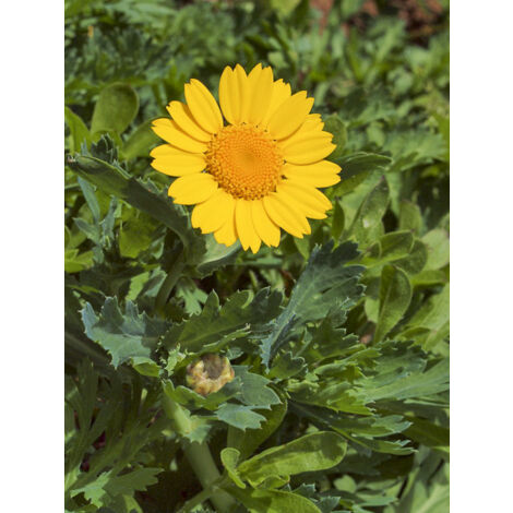 Chrysanthème des moissons le sachet de 400 graines (1,5g) (1/2)