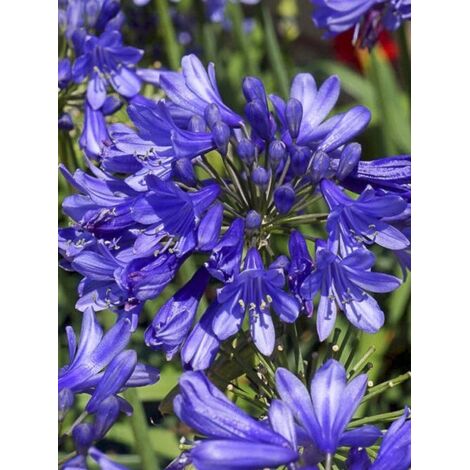 Agapanthe 'Ever Sapphire' Godet de 8/9 cm (1/2)