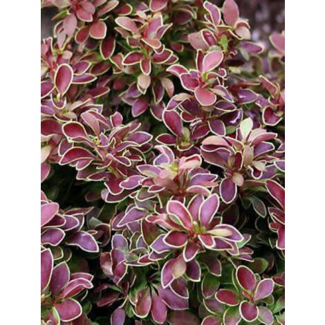 Épine-vinette de Thunberg 'Admiration'® Pot de 2L/3L (1/4)
