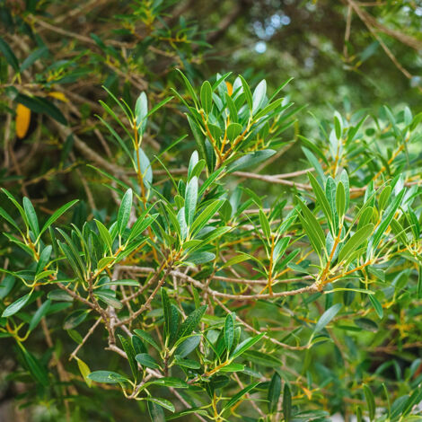 Filaria angustifolia 'green-up' Godet de 8/9 cm (1/2)