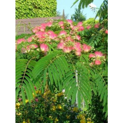 Arbre de soie 'Ombrella' Pot de 3L/4L