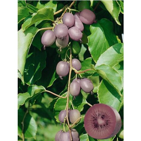 Kiwi, Kiwai 'Purpurea' femelle Godet de 8/9 cm 15/20cm