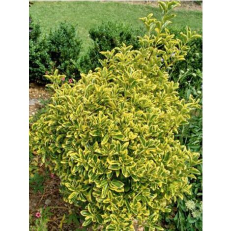 Fusain du Japon 'Aureomarginatus' – Arbuste persistant 200cm – Feuillage lumineux vert foncé marginé de jaune – Pot de 2L/3L (1/3)