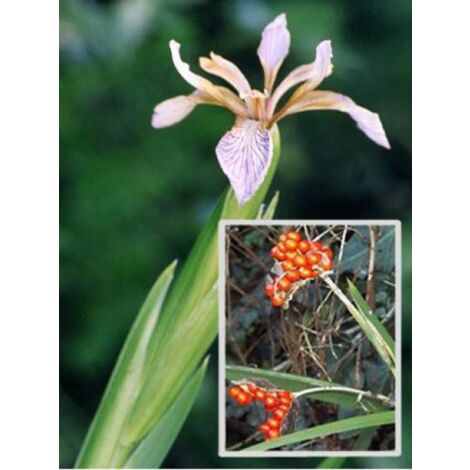 Iris gigot Godet de 8/9 cm (1/5)