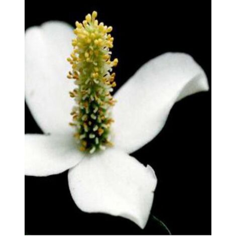 Houttuynia cordata, poivrier de Chine Godet de 8/9 cm